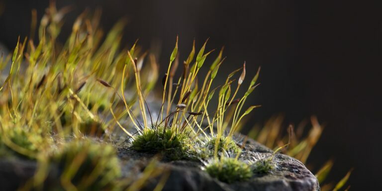 BRYOMOLECULE Header image