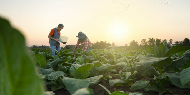 Agronomist collect data and advise farmers on soil management and crop production in cultivation of tobacco